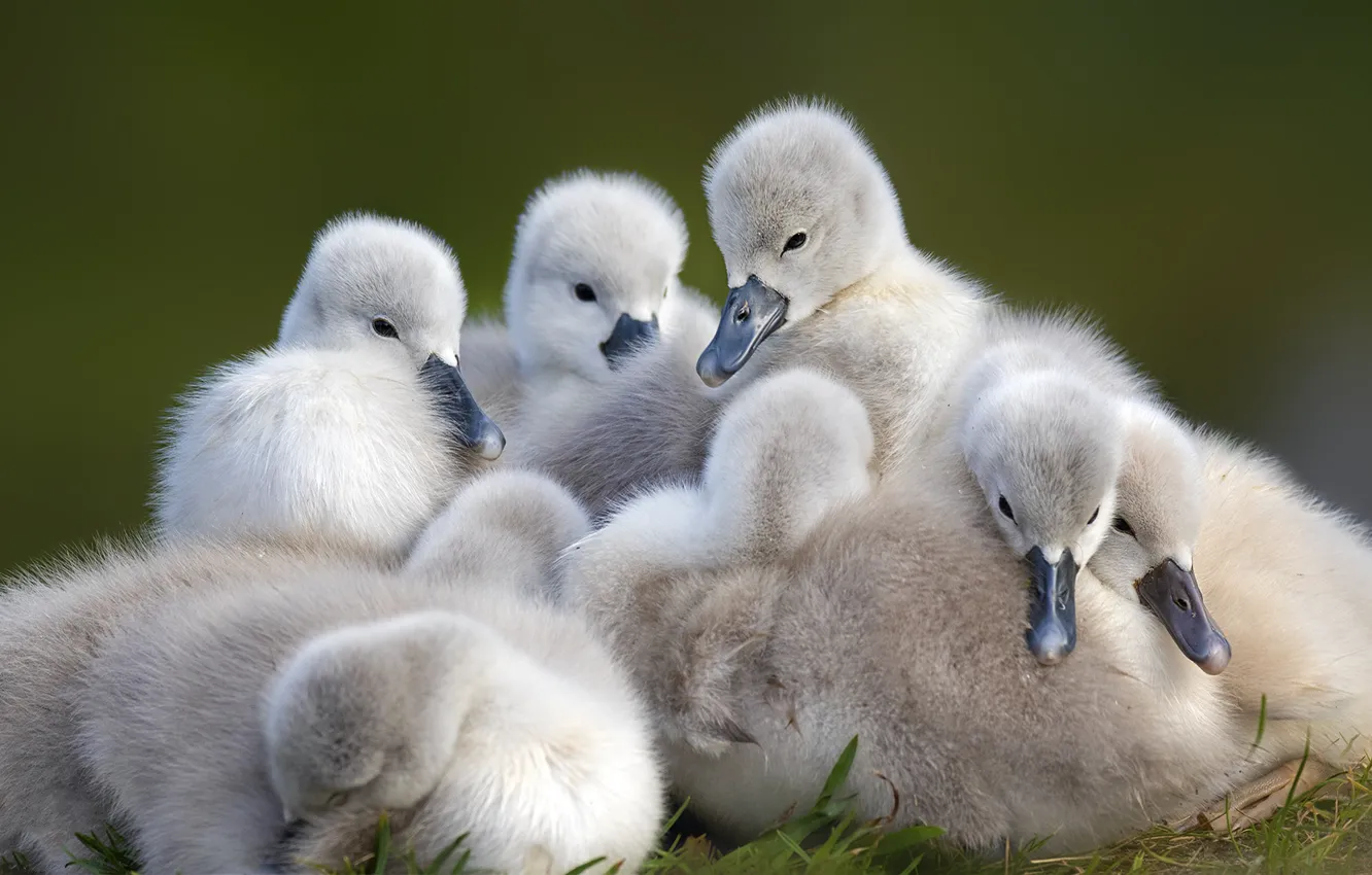 Photo wallpaper birds, together, kids, company, swans, Chicks, brood, the Lebeda