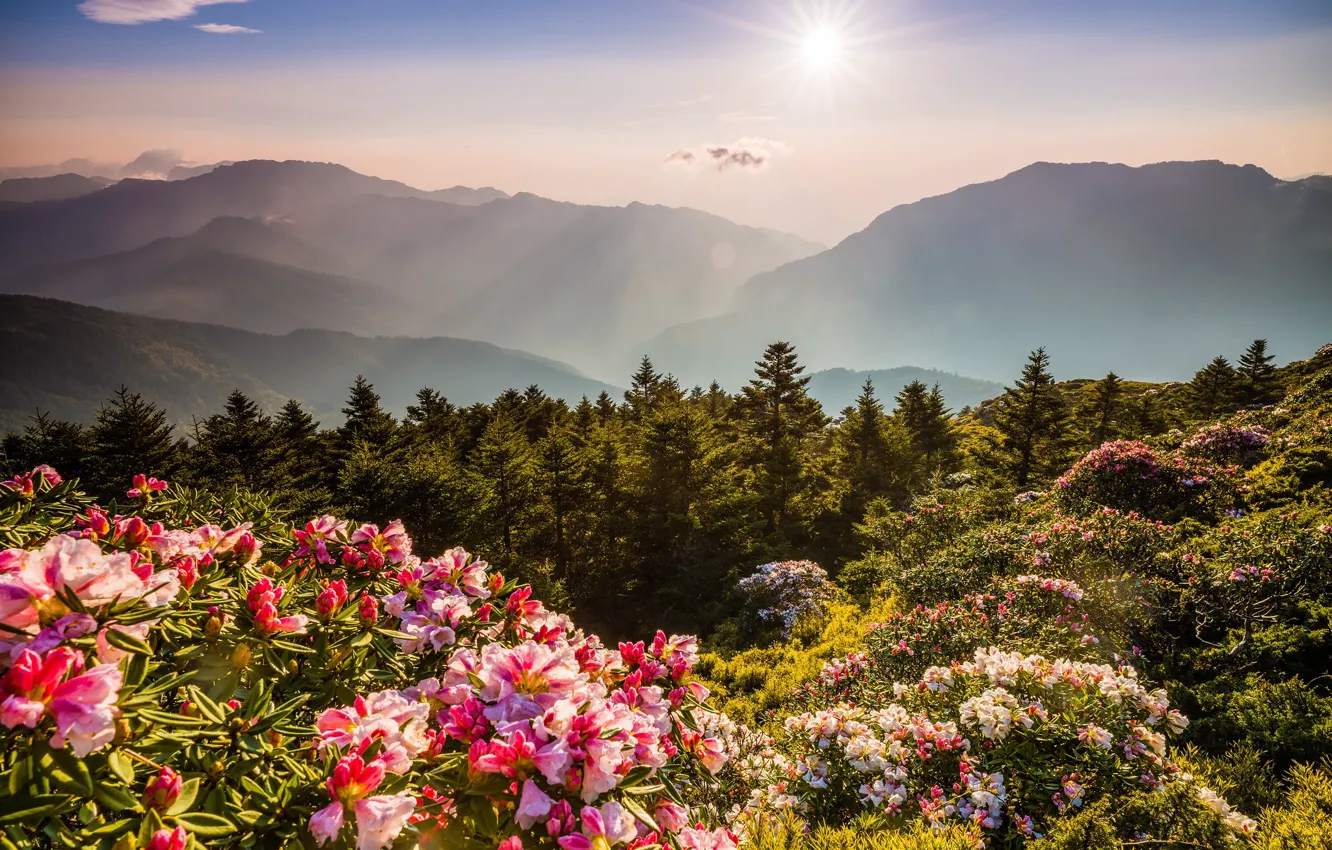 Photo wallpaper forest, the sky, the sun, rays, light, flowers, mountains, nature
