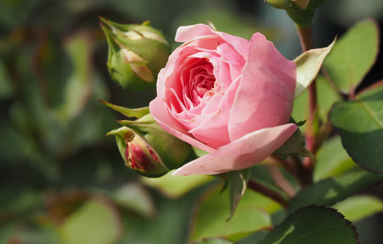 Photo wallpaper roses, buds, the bushes