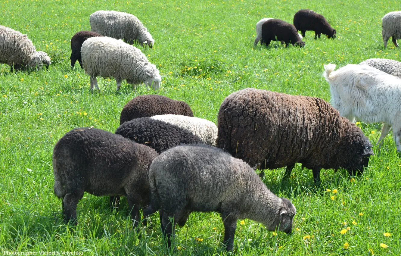 Photo wallpaper greens, RAM, the herd, animal, ship, ovci