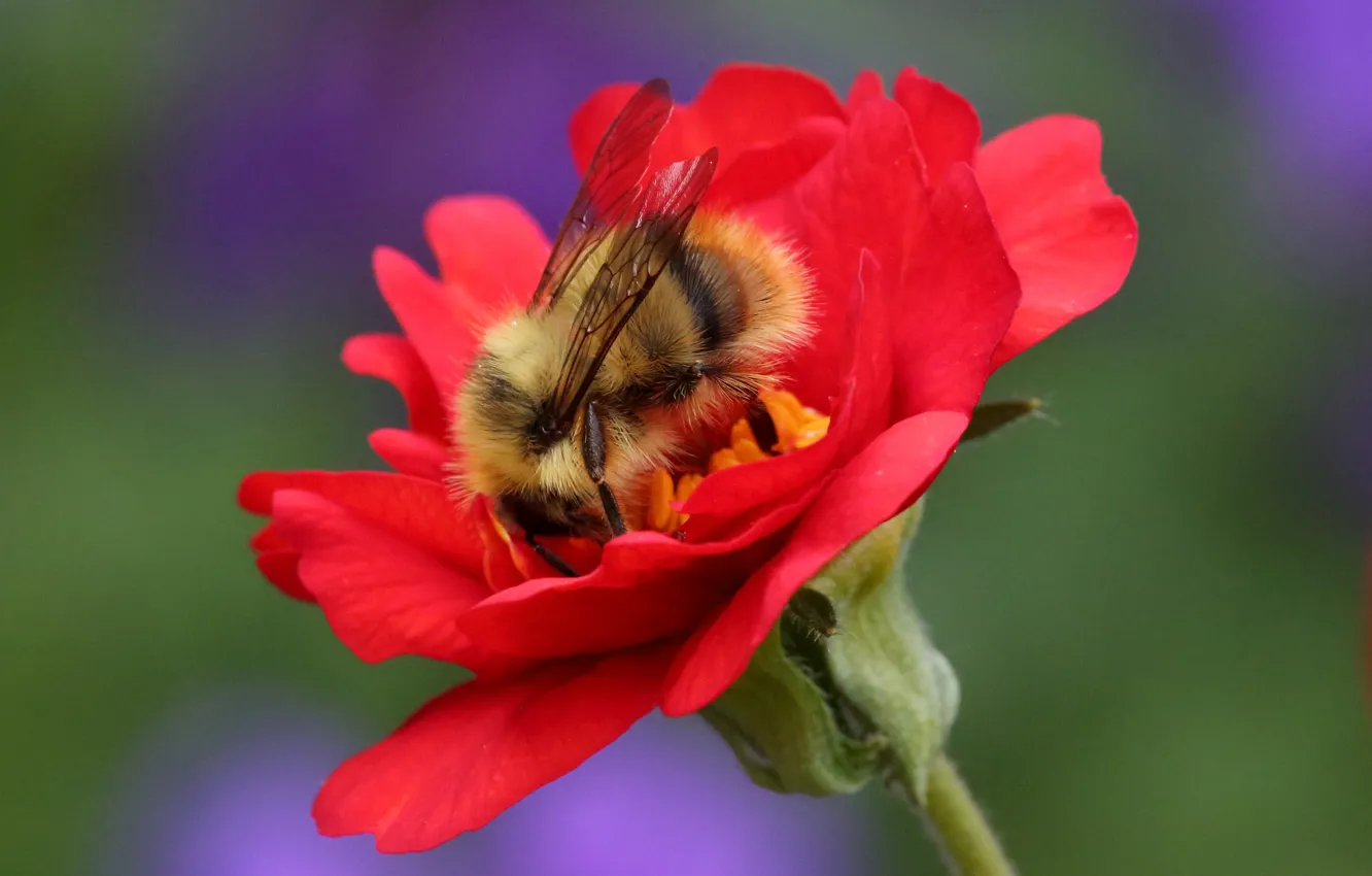 Photo wallpaper flower, macro, background, insect, Bumblebee, Geum