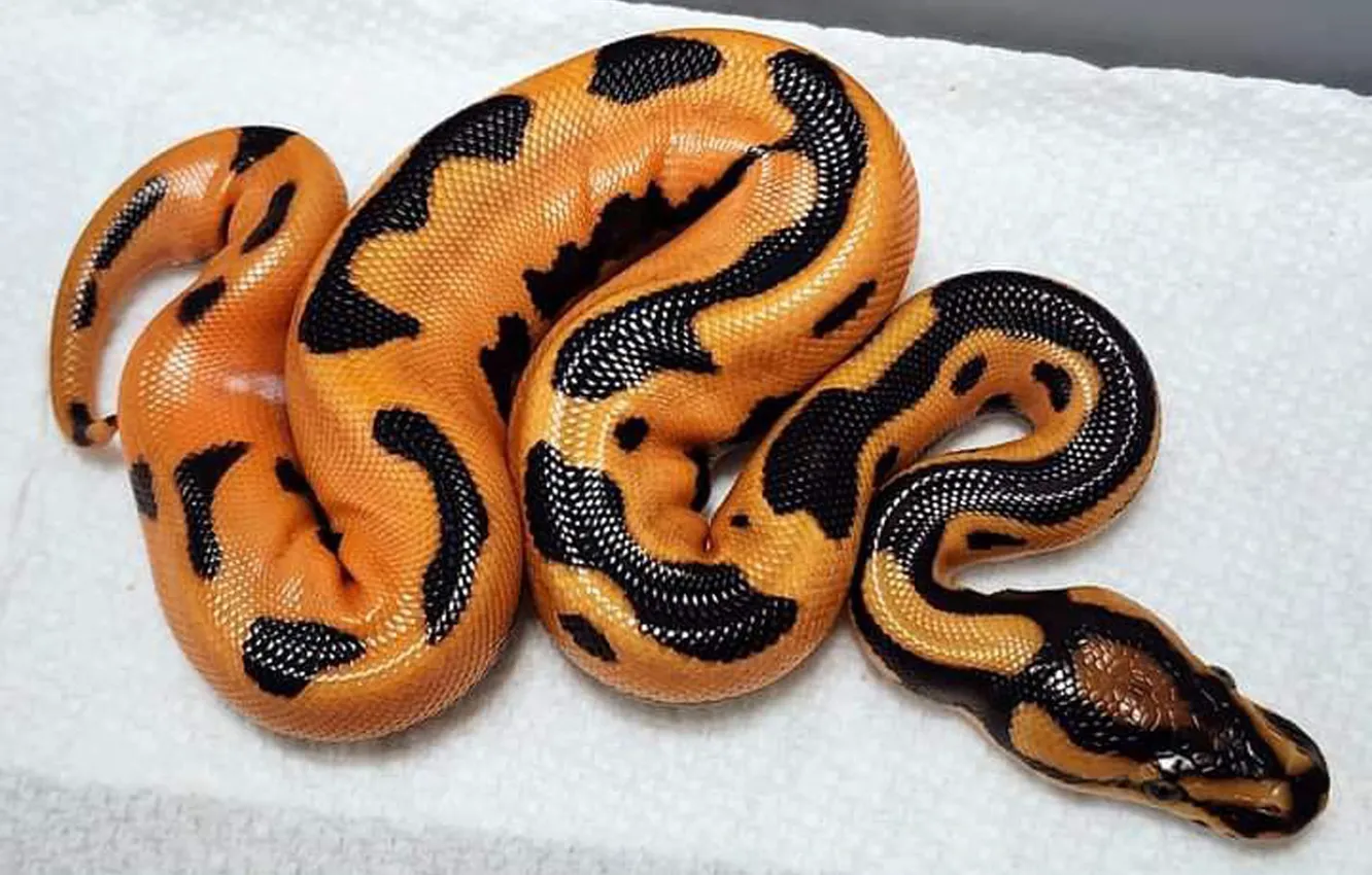 Photo wallpaper snake, nature, animal, python