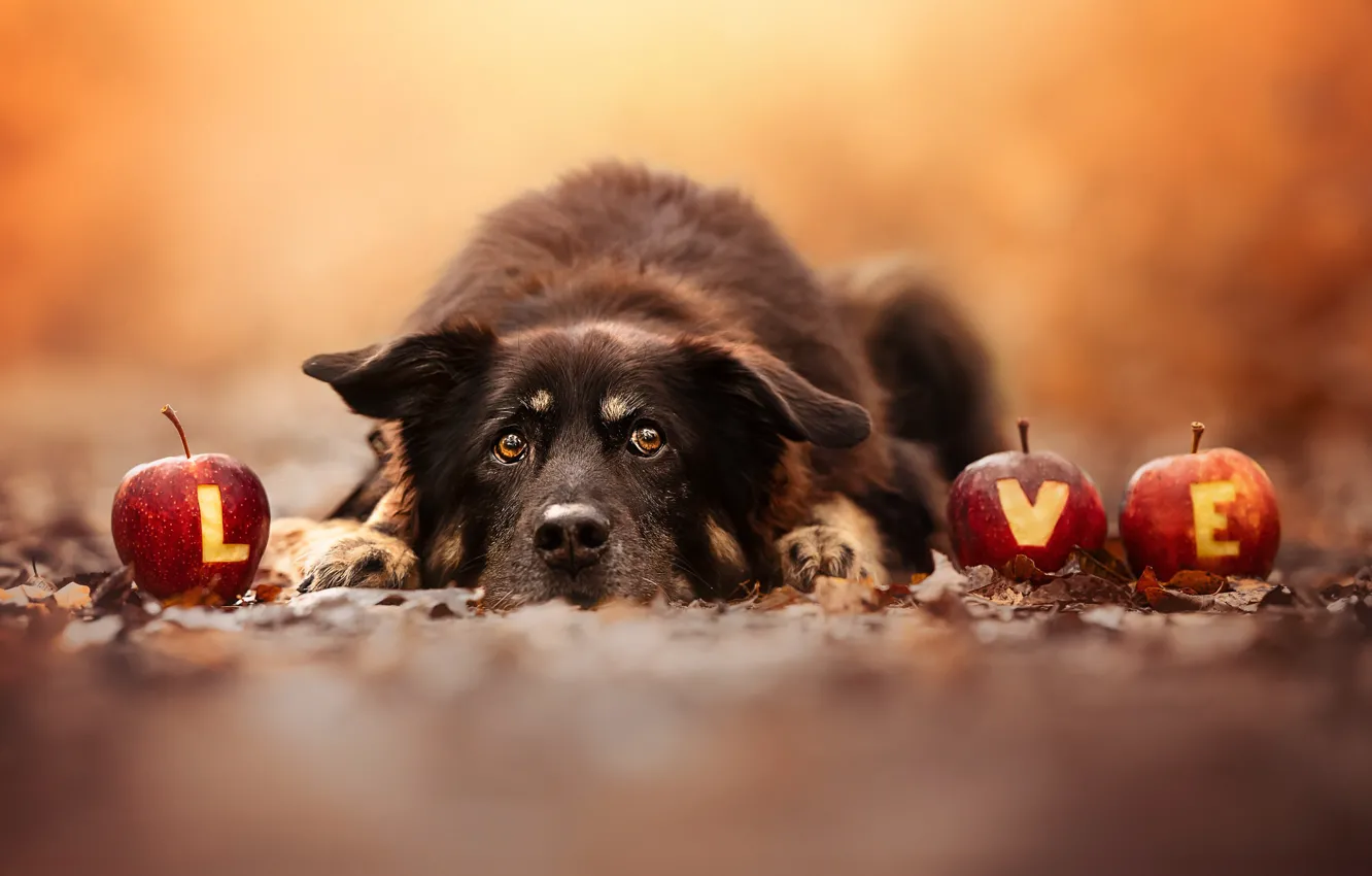 Photo wallpaper face, apples, dog