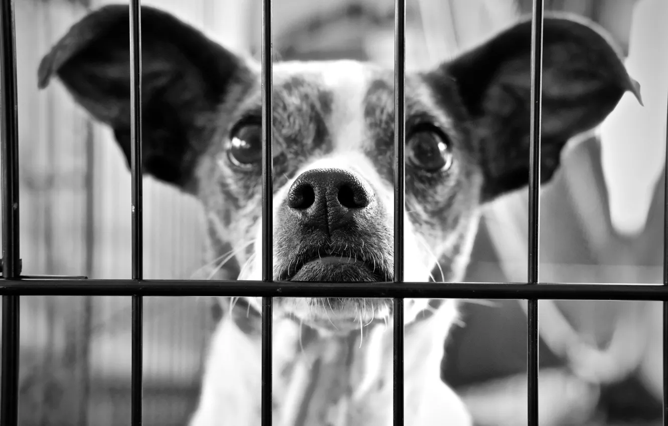 Photo wallpaper look, each, dog, grille, ears
