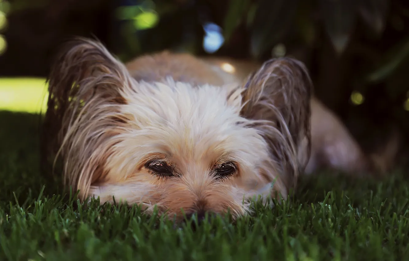 Photo wallpaper look, background, each, dog