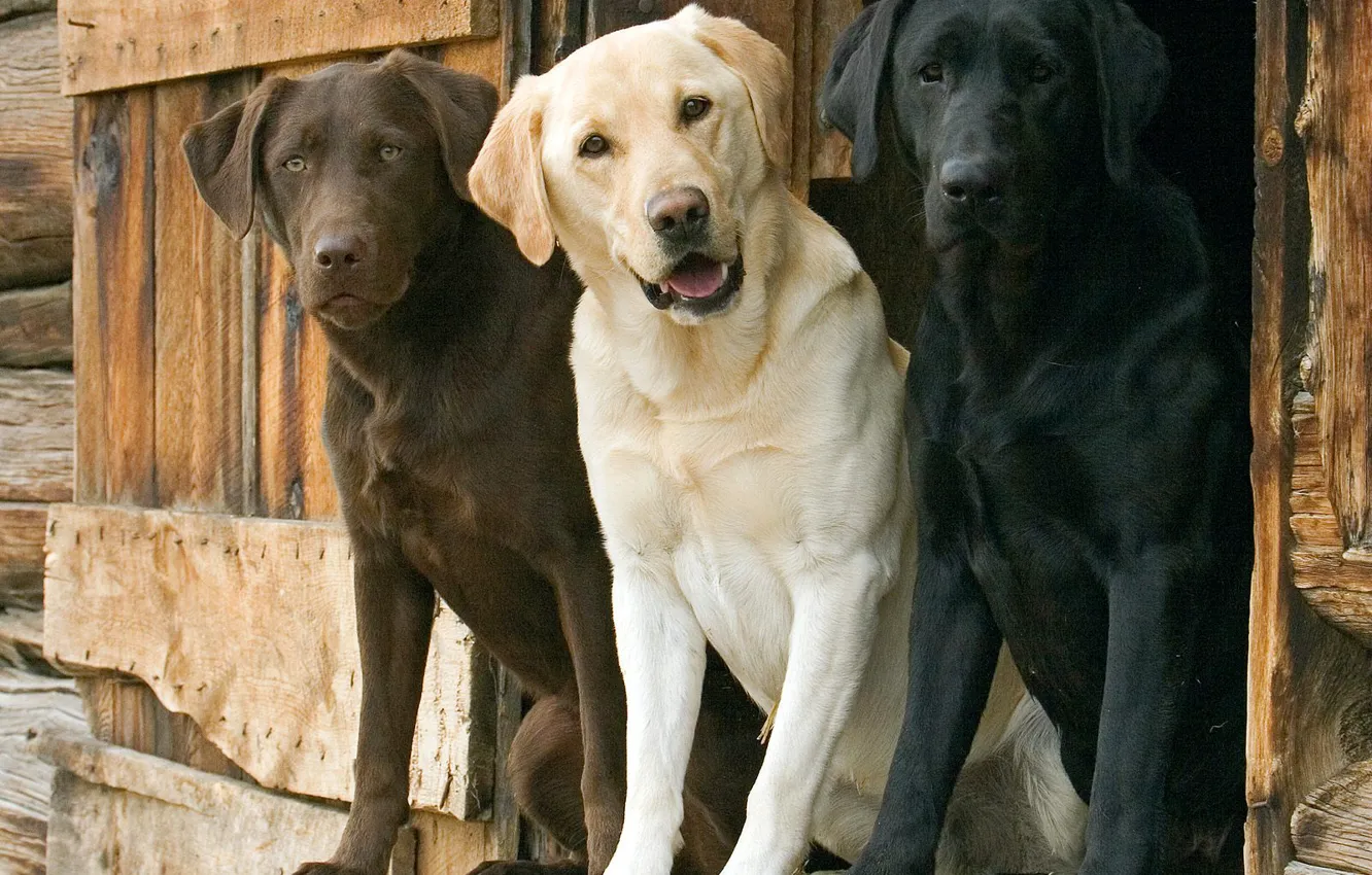 Photo wallpaper dogs, trio, Labrador