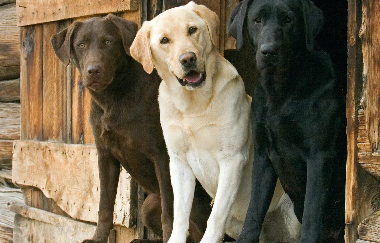 Photo wallpaper dog, trio, Labrador