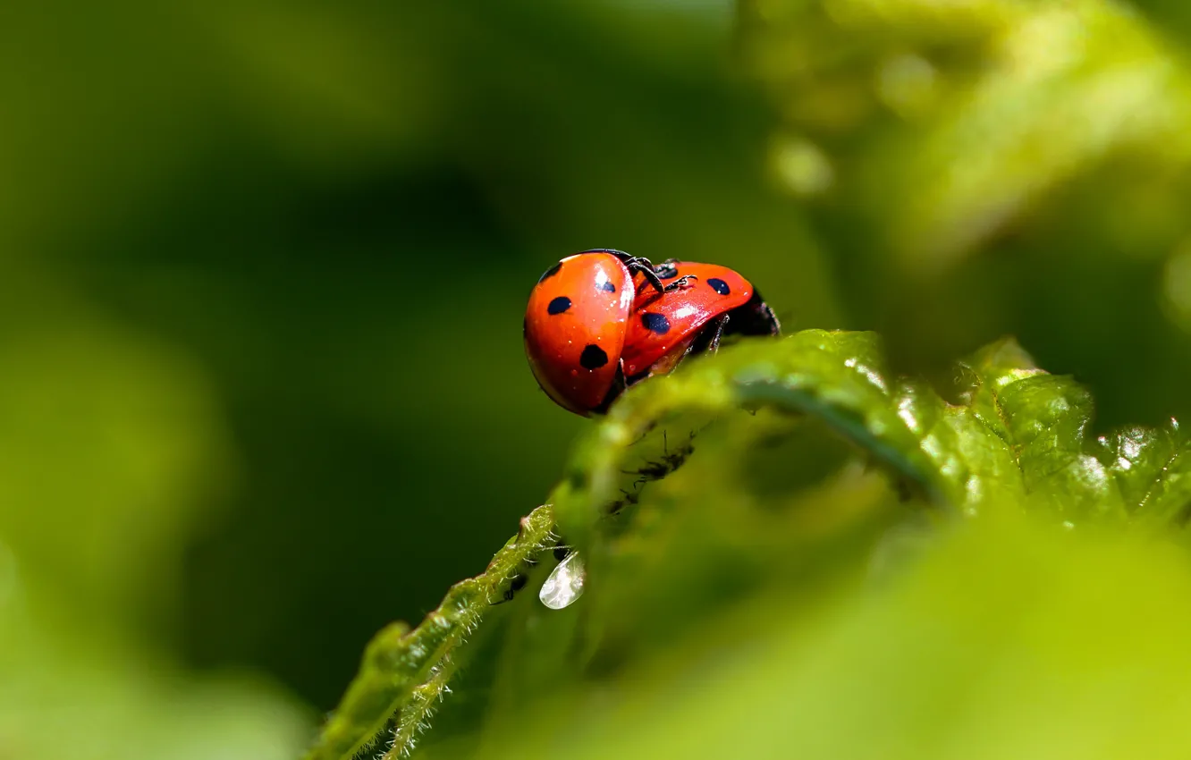 Photo wallpaper macro, insects, two, leaf, ladybug, beetle, pair, bugs