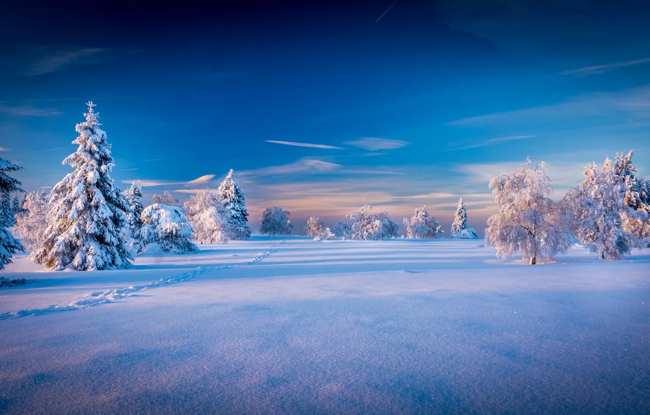 Photo wallpaper winter, the sky, snow, trees, landscape, nature, spruce