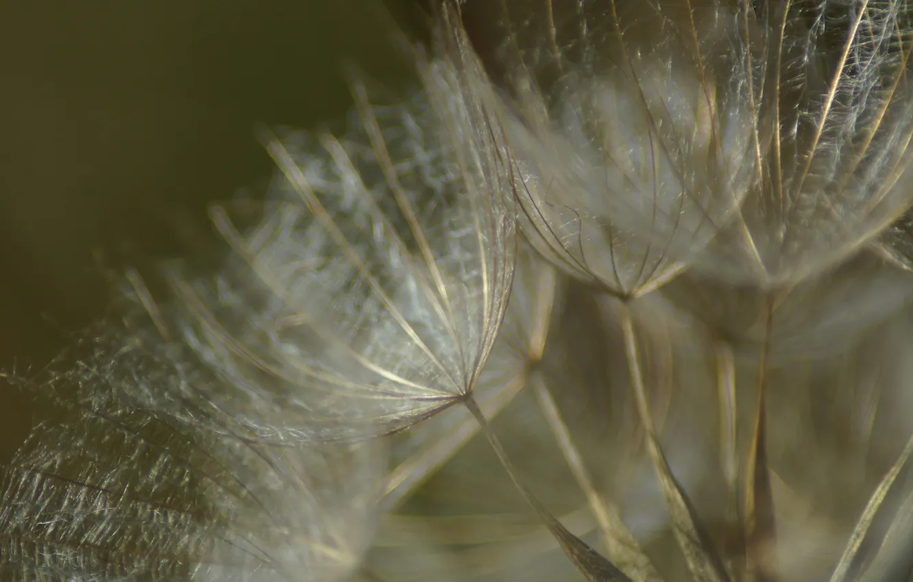 Photo wallpaper nature, plant, blade of grass