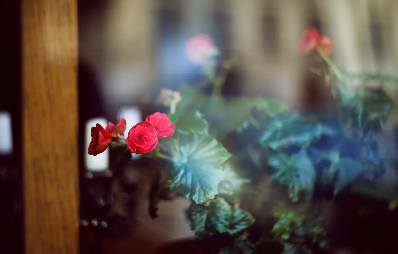 Photo wallpaper leaves, flowers, roses, petals