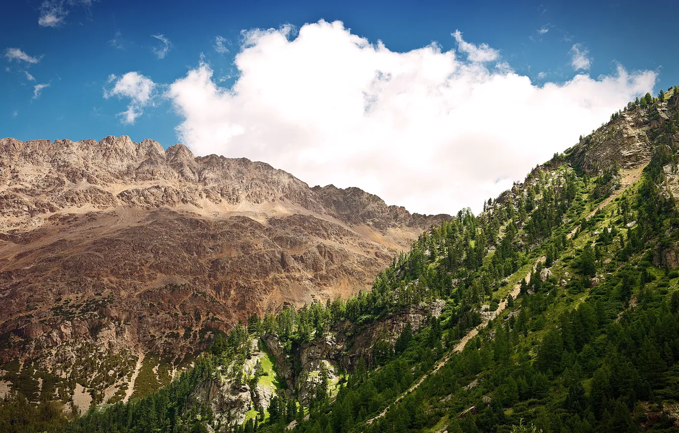 Photo wallpaper forest, summer, the sky, landscape, mountains