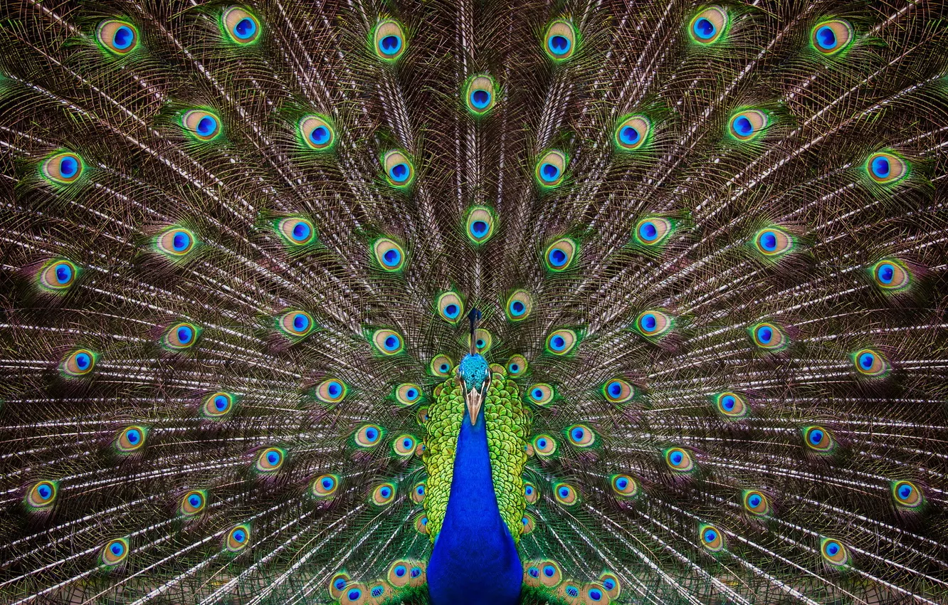 Photo wallpaper colorful, bird, peacock
