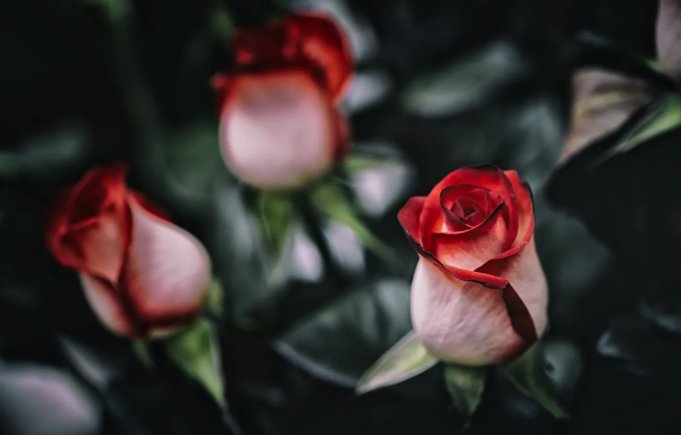 Photo wallpaper flowers, roses, petals