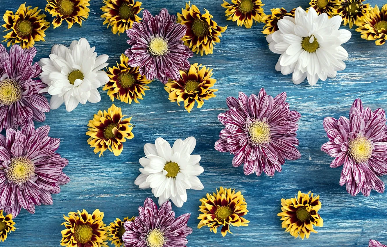 Photo wallpaper flowers, background, different