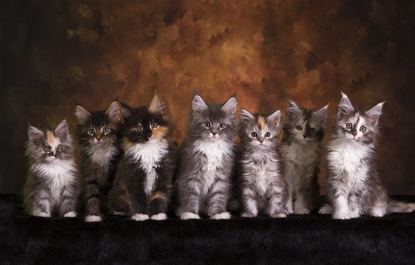 Photo wallpaper look, cats, pose, the dark background, kitty, kittens, fur, kids