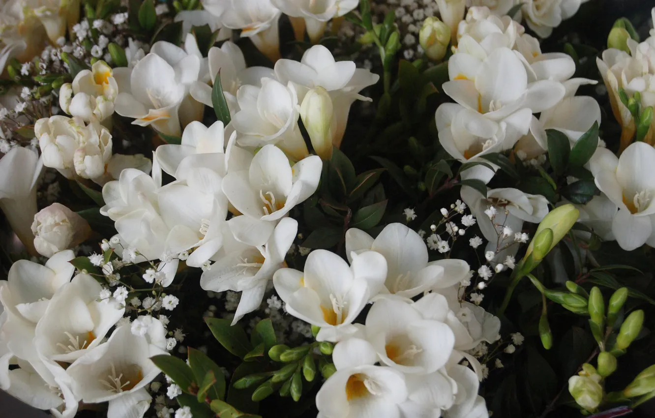 Photo wallpaper flowers, white, freesia