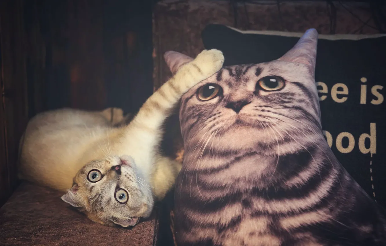 Photo wallpaper cat, cat, look, face, pose, the dark background, pillow, fold