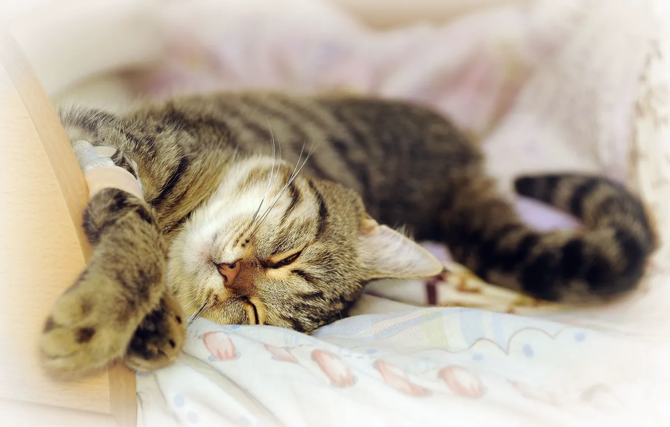 Photo wallpaper cat, stay, sleep, pug