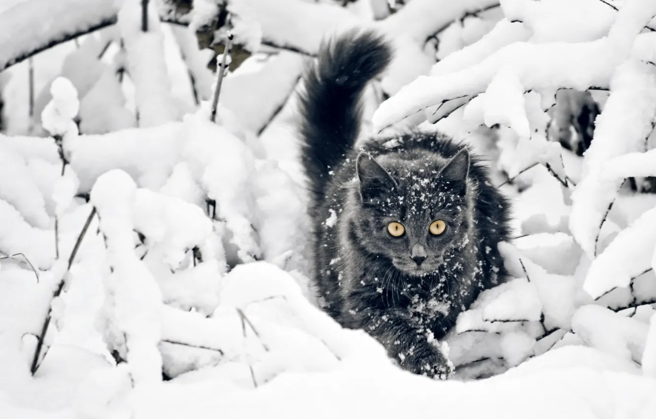Photo wallpaper Look, Snow, Cat