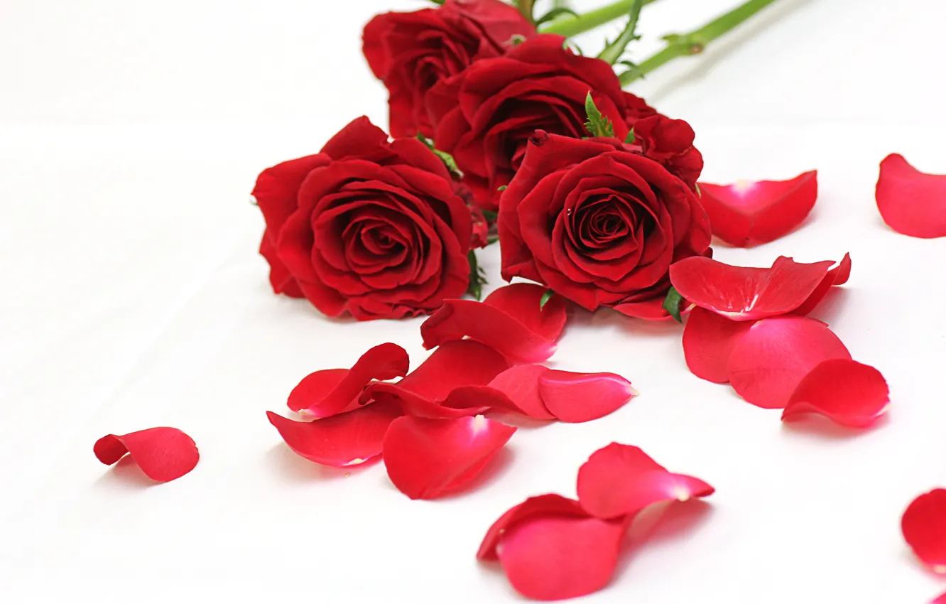 Photo wallpaper flowers, bouquet, petals, buds, Red roses