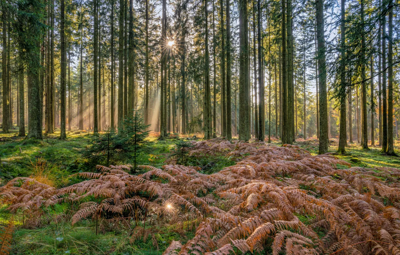 Photo wallpaper forest, the sun, trees, rays of light