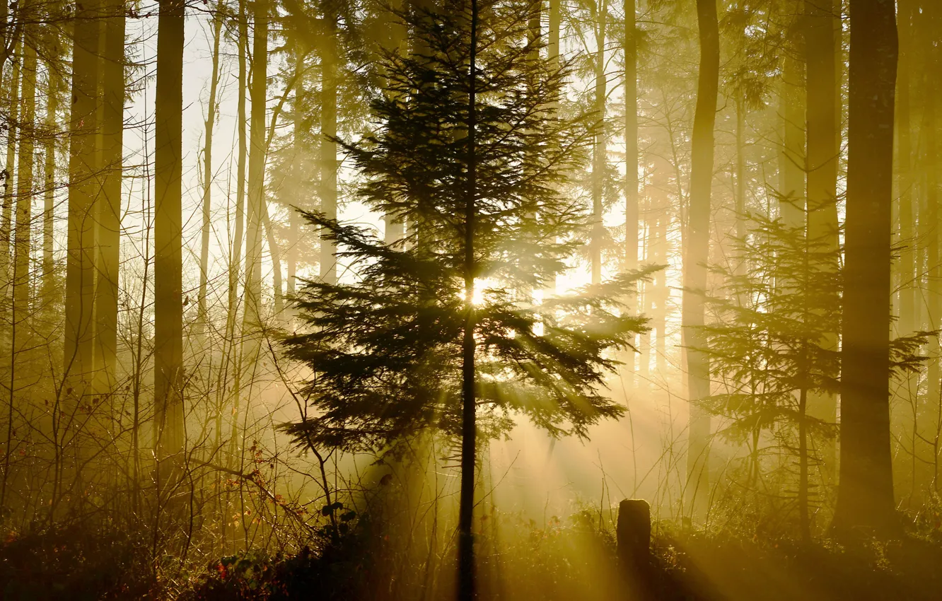 Photo wallpaper forest, light, nature