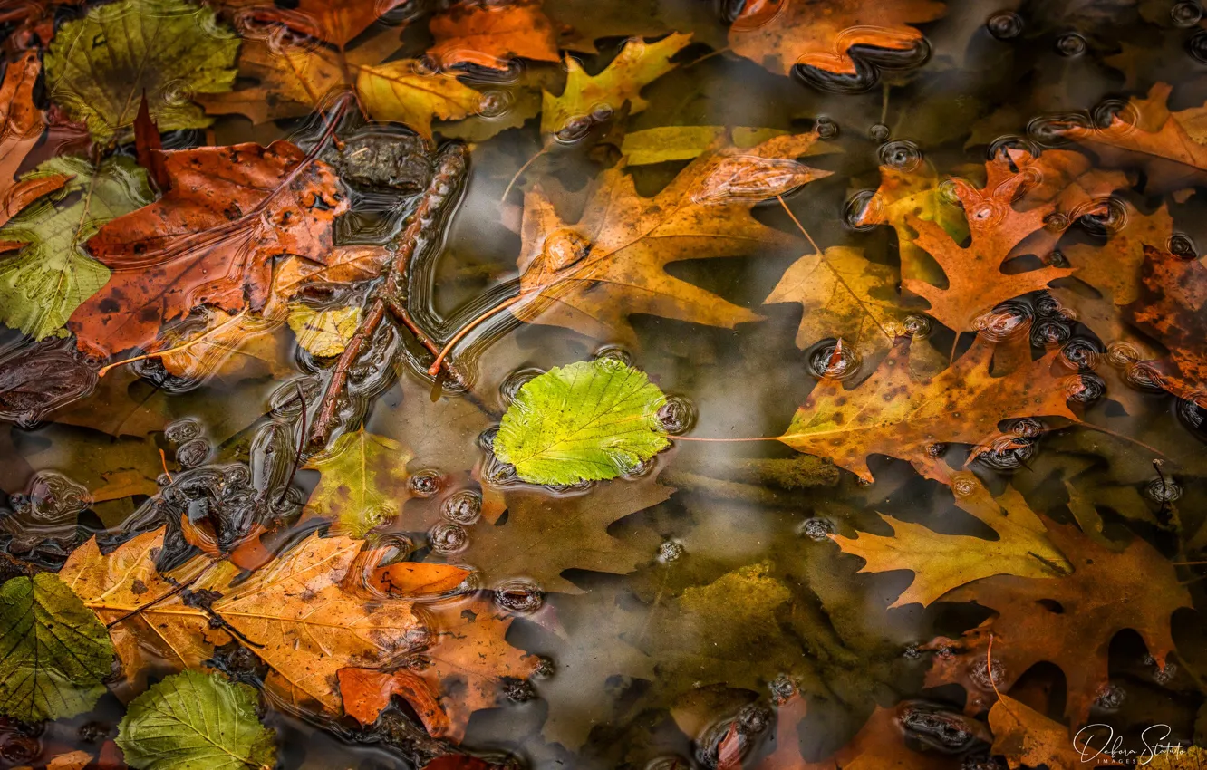 Photo wallpaper autumn, leaves, water