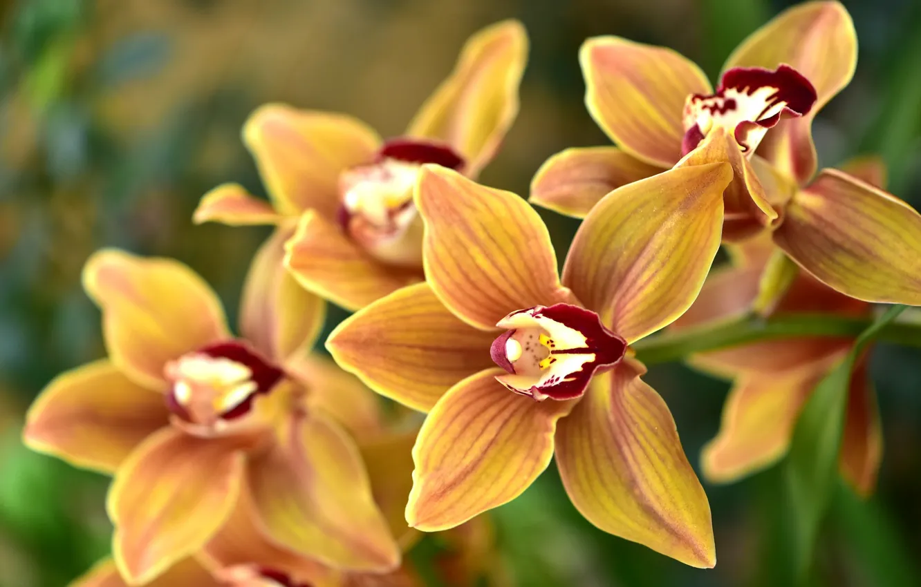 Photo wallpaper macro, branches, Orchid