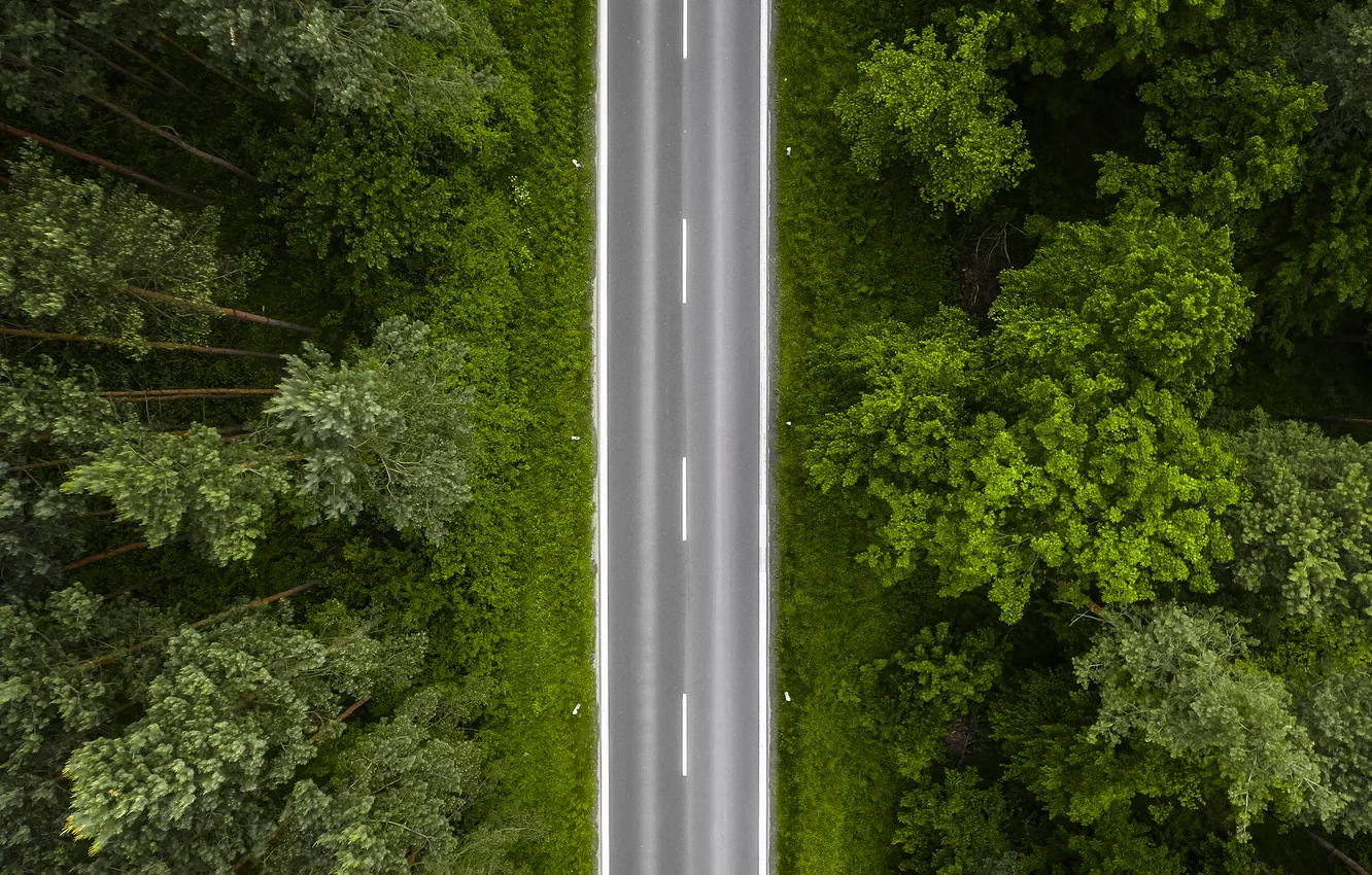 Photo wallpaper forest, path, route