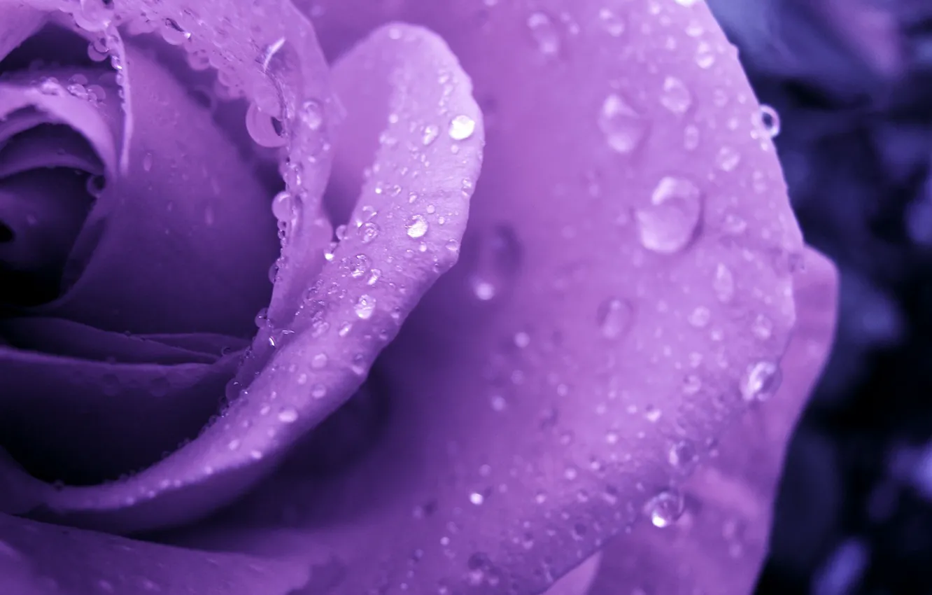 Photo wallpaper flower, drops, Rosa, rose