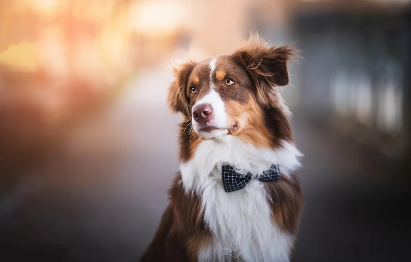 Photo wallpaper look, nature, pose, dog, face, bow, Aussie