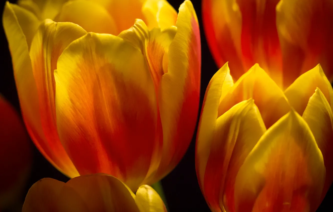 Photo wallpaper flowers, nature, Tulip, spring, petals