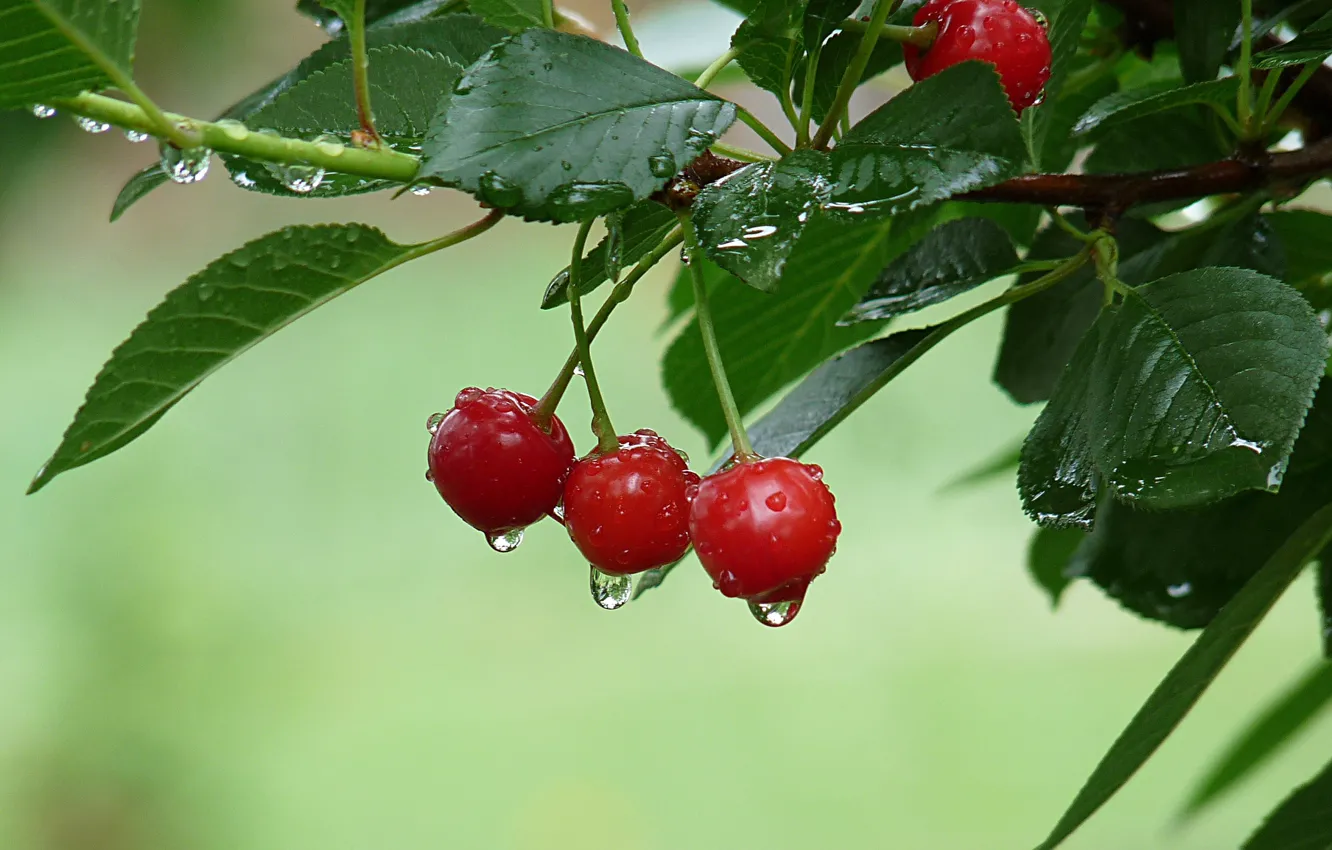 Photo wallpaper drops, branches, red, cherry, fruit, after the rain, Fox