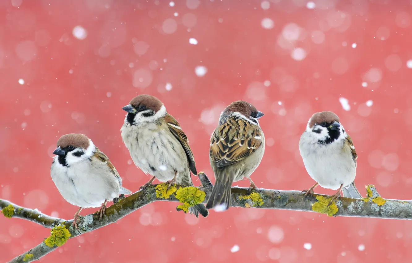 Photo wallpaper winter, snow, branches, bird, Sparrow, snowfall, pink background, flock