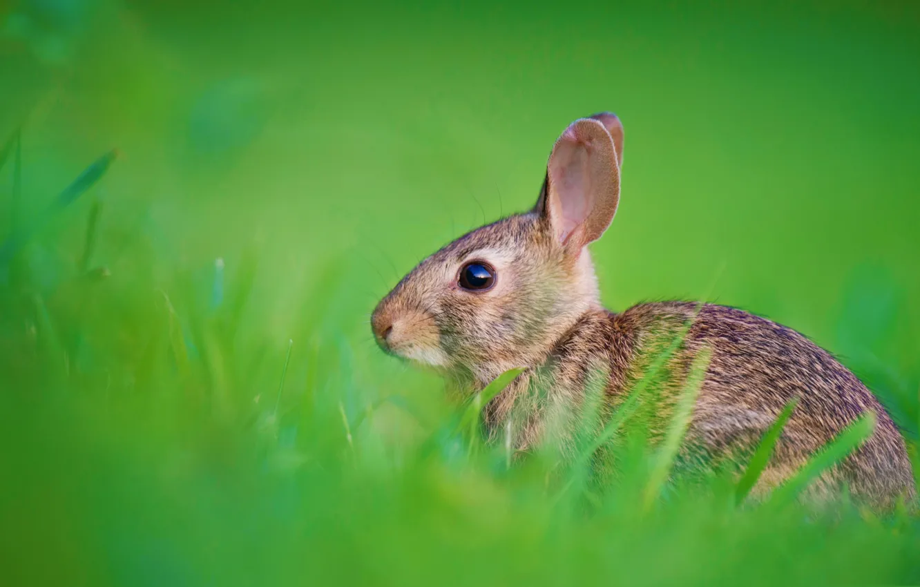 Photo wallpaper grass, nature, hare, rabbit, ears