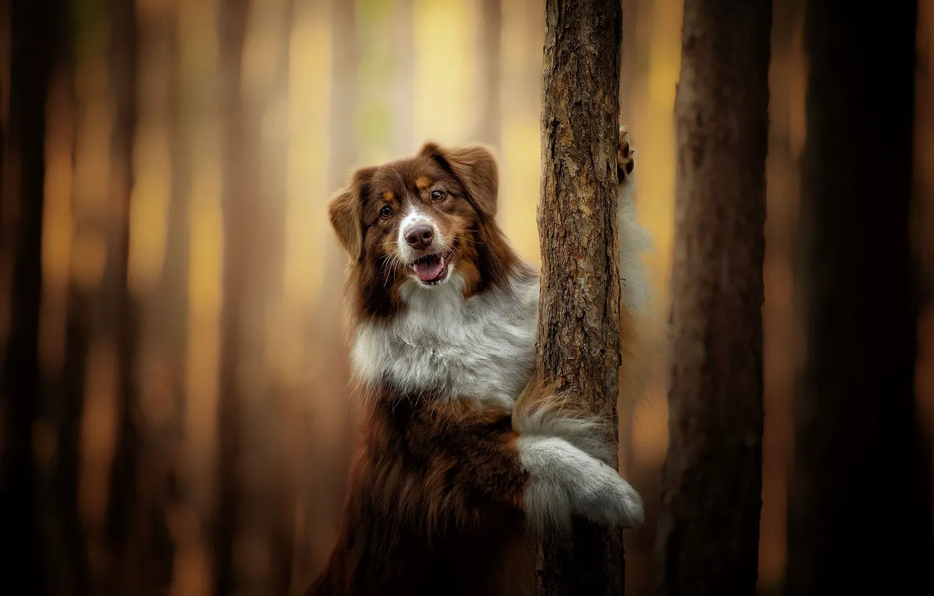 Photo wallpaper trees, dog, bokeh, Australian shepherd, Aussie