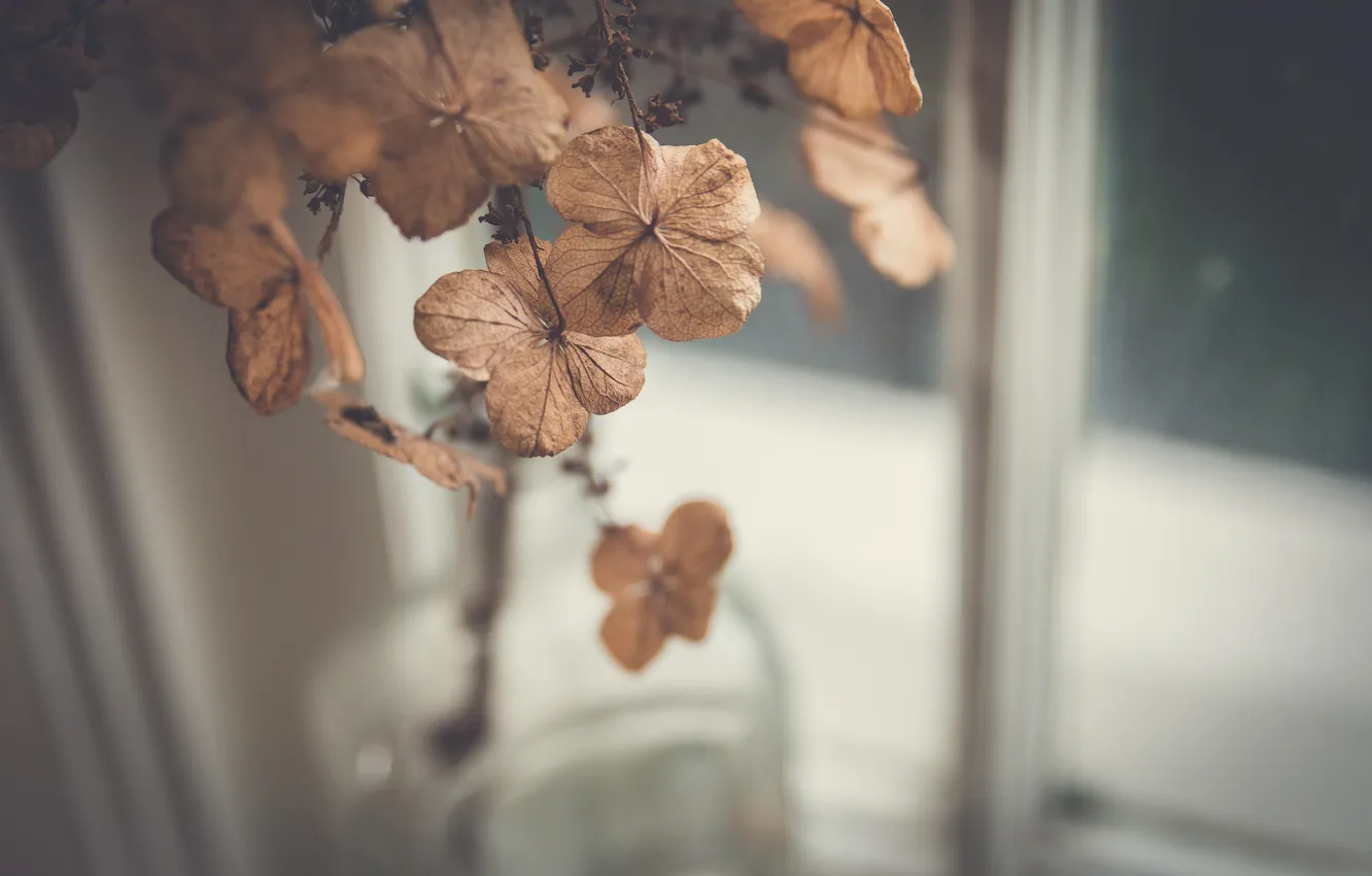 Photo wallpaper flowers, petals, Dry