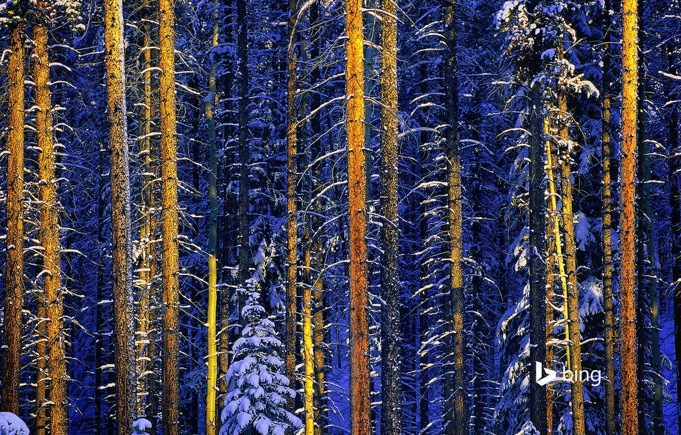 Photo wallpaper winter, forest, snow, trees, Canada, Albert, Jasper national Park