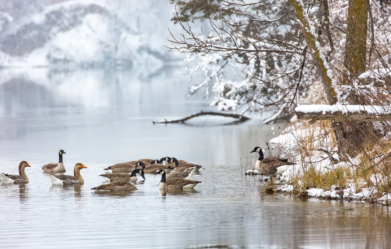 Photo wallpaper winter, lake, duck