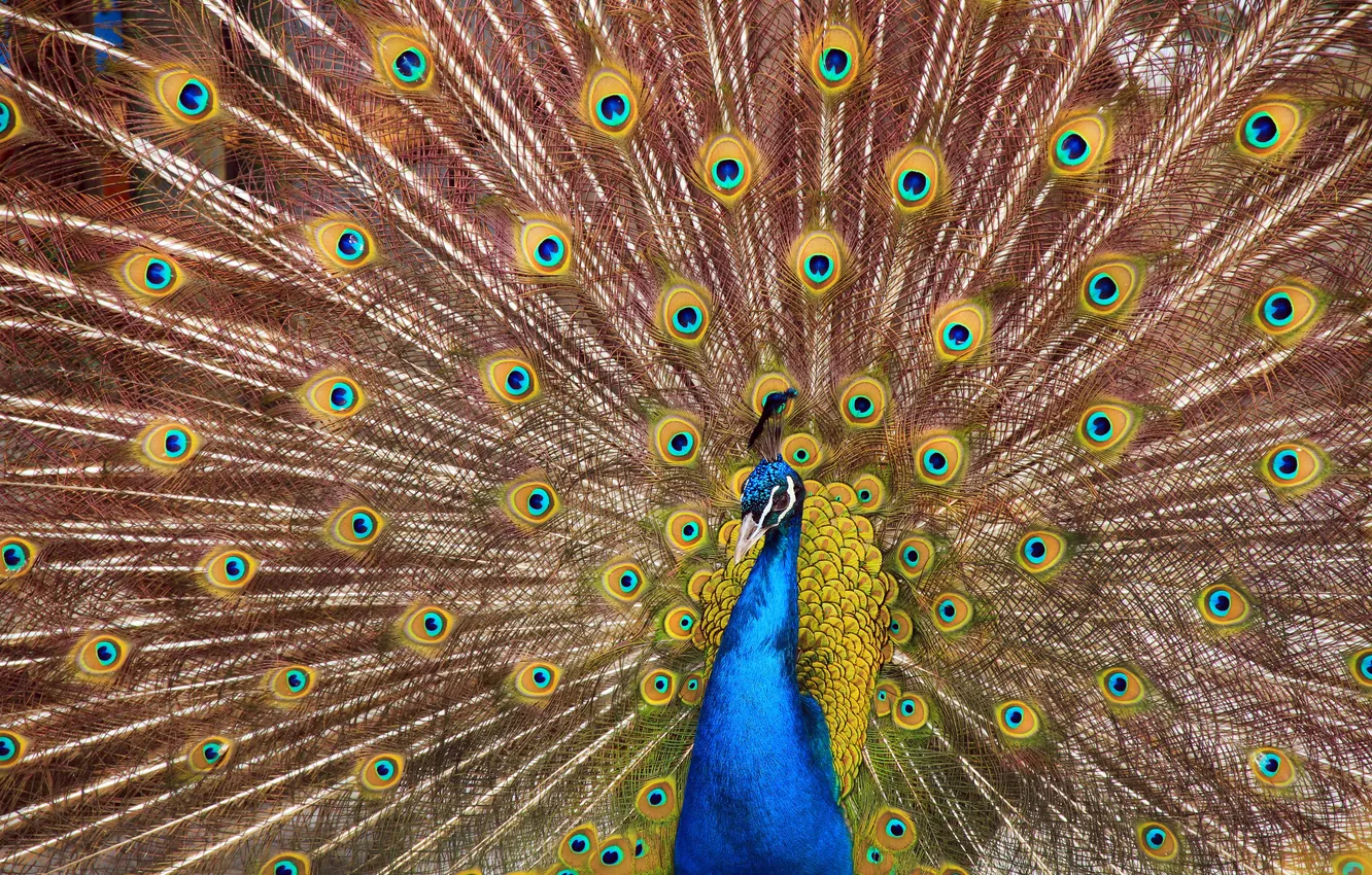 Photo wallpaper birds, nature, feathers, tail, peacock