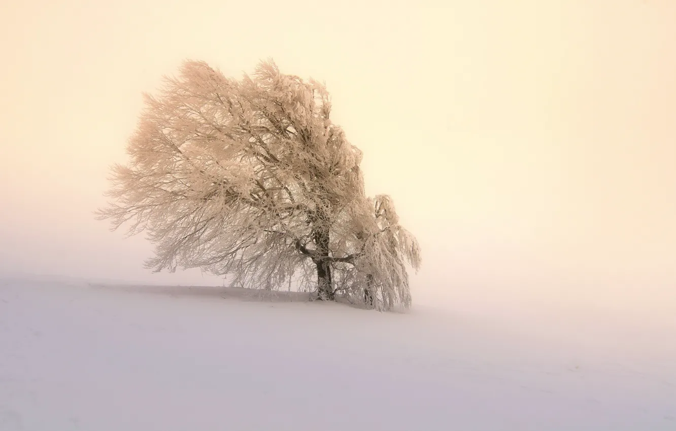 Photo wallpaper snow, trees, fog