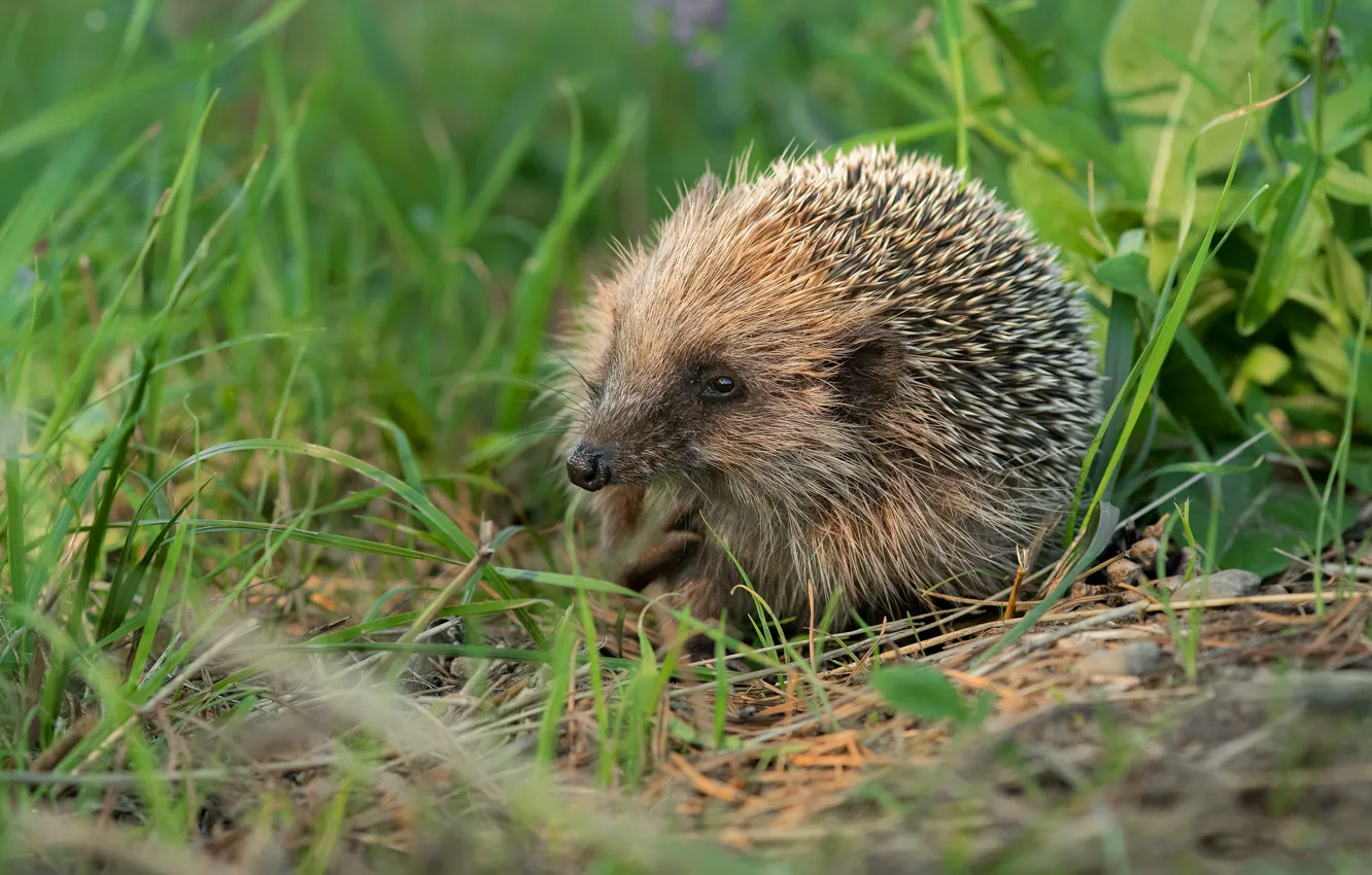 Photo wallpaper grass, hedgehog