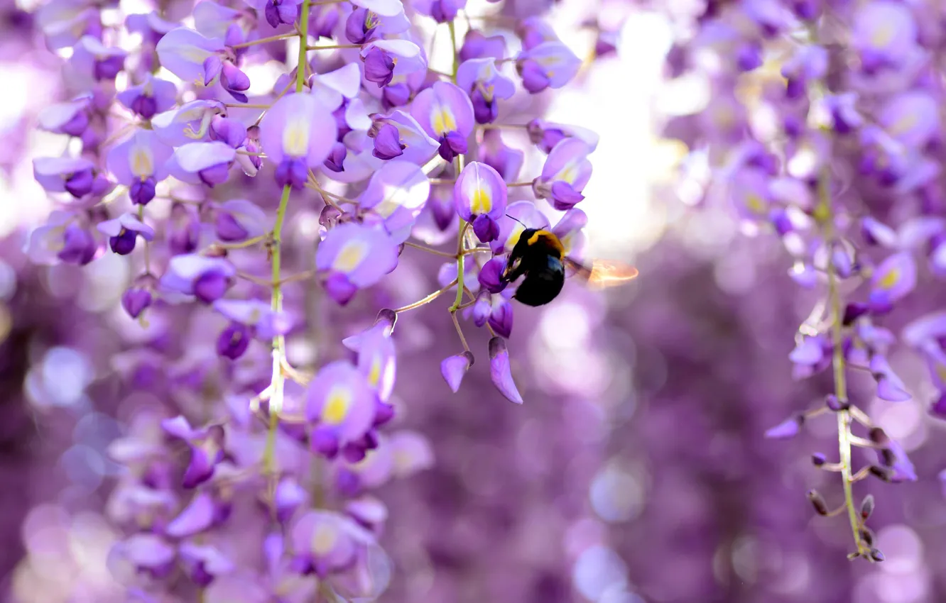 Photo wallpaper bumblebee, Wisteria, Wisteria