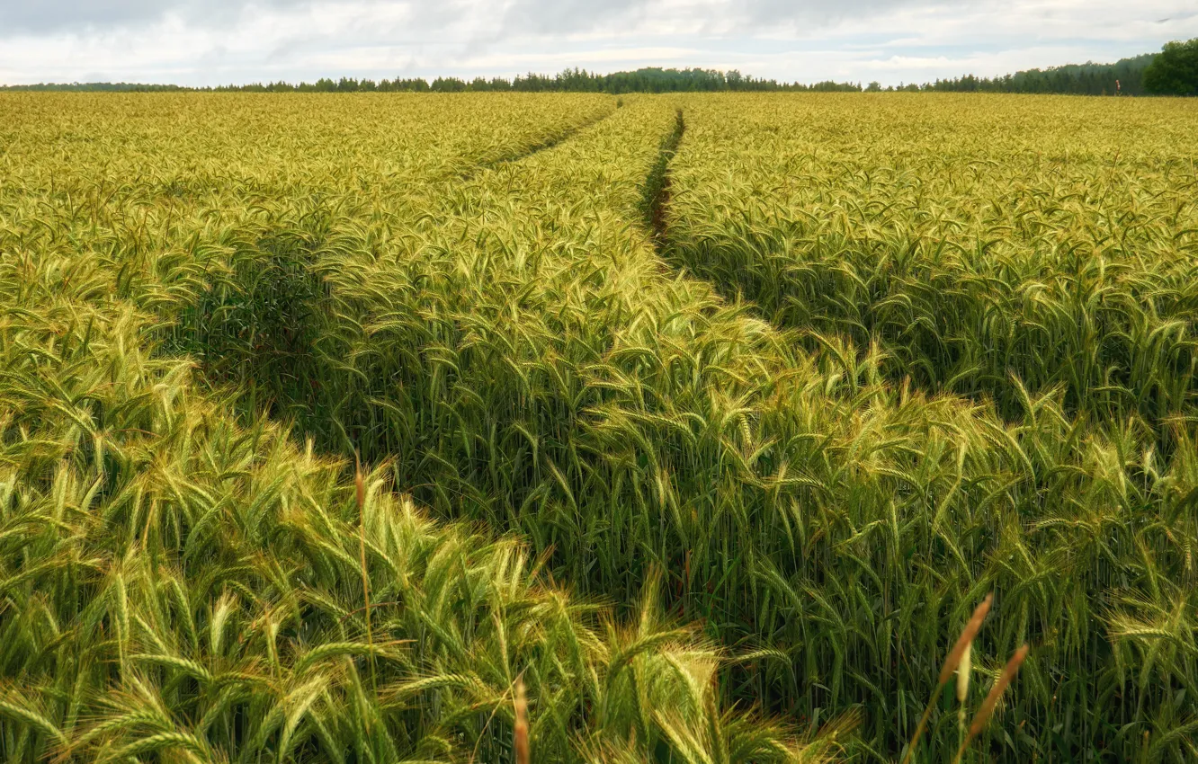 Photo wallpaper road, field, forest, summer, clouds, rye, dal, space