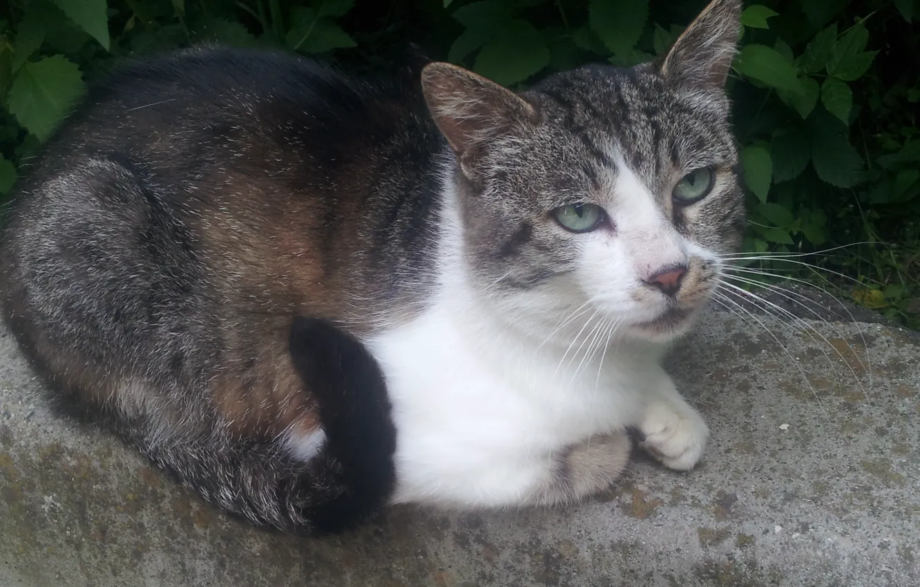 Photo wallpaper eyes, cat, face, wool