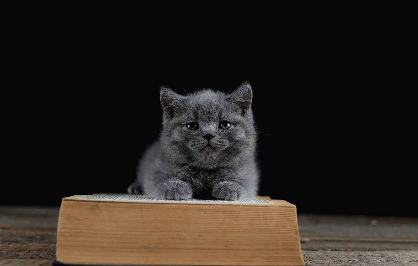 Photo wallpaper cat, lies, book, black background, kitty, British