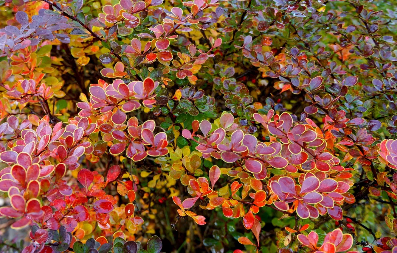 Photo wallpaper autumn, leaf, twig