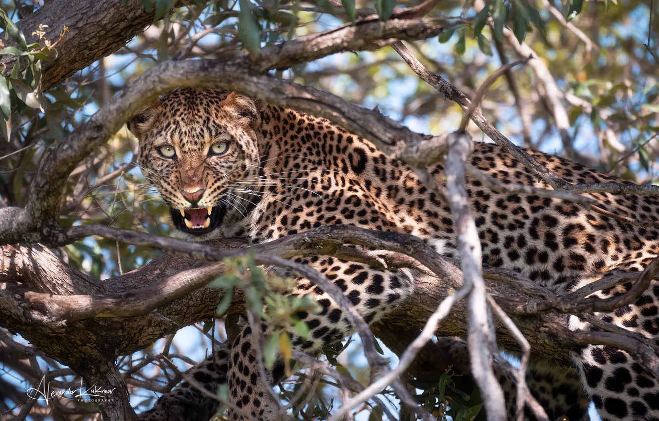 Photo wallpaper look, branches, leopard, Alexander Kukanov