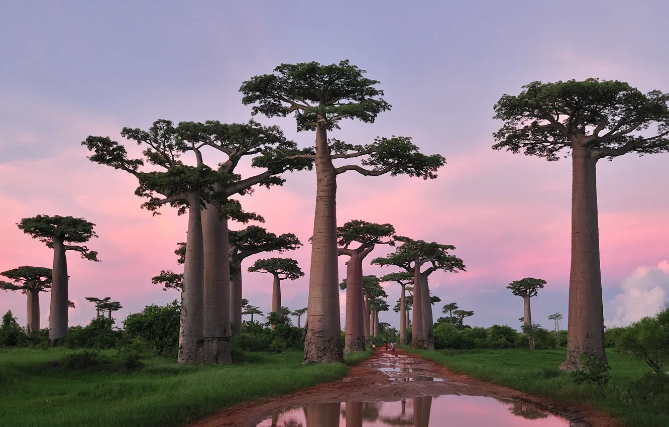 Photo wallpaper trees, baobab, Madagascar, adansonia Grandidier